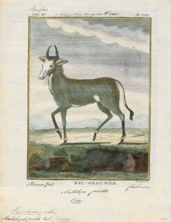 Antilope picta, Print, Blackbuck, The blackbuck (Antilope cervicapra), also known as the Indian