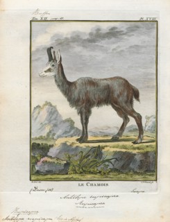 Antilope rupicapra, Print, Blackbuck, The blackbuck (Antilope cervicapra), also known as the Indian