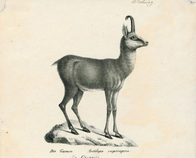 Antilope rupicapra, Print, Blackbuck, The blackbuck (Antilope cervicapra), also known as the Indian