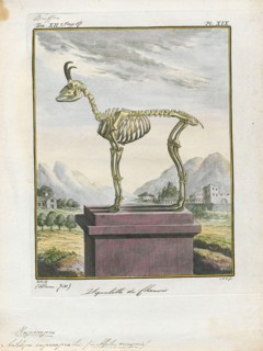 Antilope rupicapra, Print, Blackbuck, The blackbuck (Antilope cervicapra), also known as the Indian