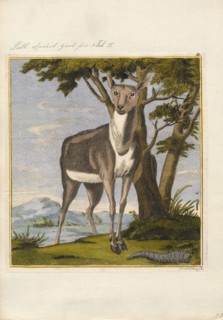 Antilope spec., Print, Blackbuck, The blackbuck (Antilope cervicapra), also known as the Indian