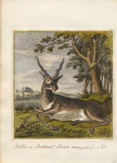 Antilope spec., Print, Blackbuck, The blackbuck (Antilope cervicapra), also known as the Indian