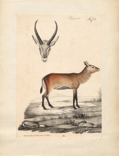 Antilope spec., Print, Blackbuck, The blackbuck (Antilope cervicapra), also known as the Indian