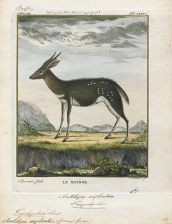 Antilope sylvatica, Print, Blackbuck, The blackbuck (Antilope cervicapra), also known as the Indian