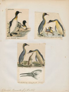 Aptenodytes pennantii, Print, The genus Aptenodytes contains two extant species of penguins