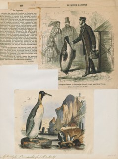 Aptenodytes pennantii, Print, The genus Aptenodytes contains two extant species of penguins