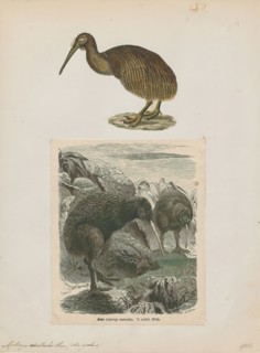 Apteryx australis, Print, The southern brown kiwi, tokoeka, or common kiwi (Apteryx australis) is a
