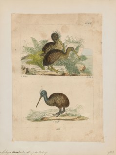 Apteryx australis, Print, The southern brown kiwi, tokoeka, or common kiwi (Apteryx australis) is a