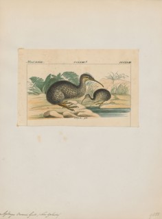 Apteryx owenii, Print, The little spotted kiwi, or little grey kiwi, Apteryx owenii, is a small