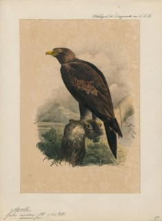 Aquila audax, Print, The wedge-tailed eagle or bunjil (Aquila audax) is the largest bird of prey in