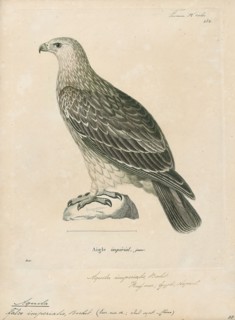 Aquila imperialis, Print, 1700-1880
University of Amsterdam