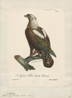 Aquila imperialis, Print, 1825-1834
University of Amsterdam