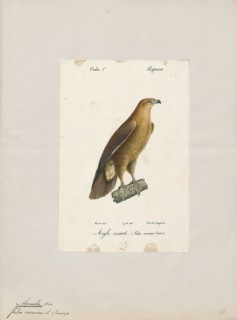 Aquila naevia, Print, 1842-1848
University of Amsterdam