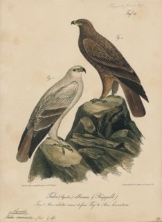 Aquila naevioides, Print, 1835
University of Amsterdam