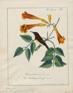 Arachnothera zeylonica, Print, Spiderhunter, The spiderhunters are birds of the genus Arachnothera,