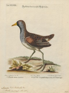 Aramides carolina, Print, Aramides is a genus of birds in the family Rallidae.,
