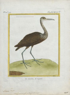 Aramus scolopaceus, Print, 1700-1880
University of Amsterdam