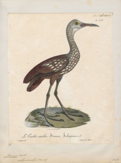 Aramus scolopaceus, Print, 1825-1834
University of Amsterdam