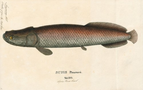 Arapaima gigas, Print, Arapaima gigas, also known as pirarucu, is a species of arapaima native to