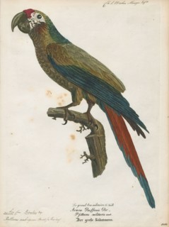 Ara ambiguus, Print, The great green macaw (Ara ambiguus), also known as Buffon's macaw or the