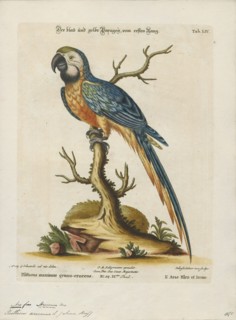 Ara ararauna, Print, The blue-and-yellow macaw (Ara ararauna), also known as the blue-and-gold