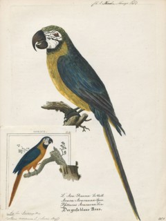 Ara ararauna, Print, The blue-and-yellow macaw (Ara ararauna), also known as the blue-and-gold
