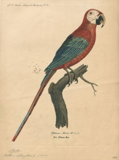 Ara chloropterus, Print, The red-and-green macaw (Ara chloropterus), also known as the green-winged