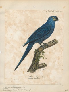 Ara glauca, Print, 1825-1834
University of Amsterdam