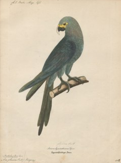 Ara glauca, Print, 1842-1855
University of Amsterdam