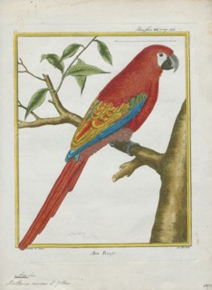 Ara macao, Print, The scarlet macaw (Ara macao) is a large red, yellow, and blue Central and South