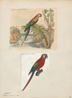 Ara macao, Print, The scarlet macaw (Ara macao) is a large red, yellow, and blue Central and South