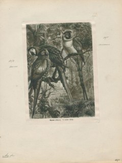 Ara macao, Print, The scarlet macaw (Ara macao) is a large red, yellow, and blue Central and South