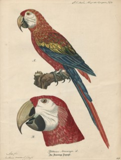 Ara macao, Print, The scarlet macaw (Ara macao) is a large red, yellow, and blue Central and South