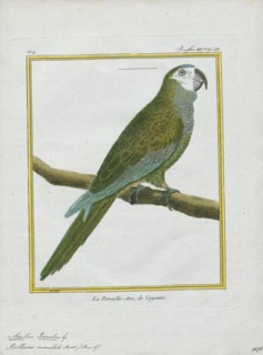 Ara manilata, Print, The red-bellied macaw (Orthopsittaca manilatus), also known as Guacamaya