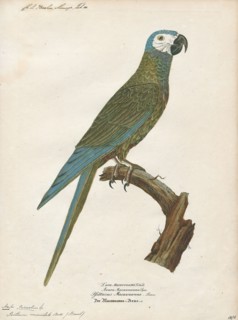 Ara manilata, Print, The red-bellied macaw (Orthopsittaca manilatus), also known as Guacamaya