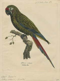 Ara militaris, Print, The military macaw (Ara militaris) is a large parrot and a medium-sized macaw