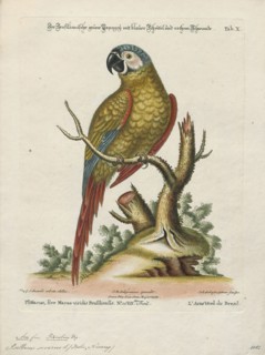 Ara severus, Print, The chestnut-fronted macaw or severe macaw (Ara severus) is one of the largest