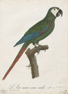 Ara severus, Print, The chestnut-fronted macaw or severe macaw (Ara severus) is one of the largest