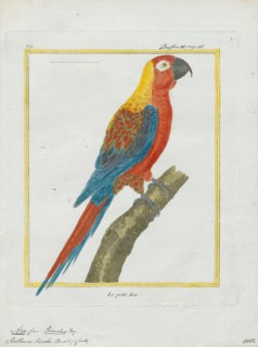 Ara tricolor, Print, The Cuban macaw or Cuban red macaw (Ara tricolor) was a species of macaw
