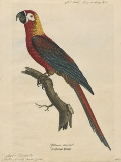 Ara tricolor, Print, The Cuban macaw or Cuban red macaw (Ara tricolor) was a species of macaw