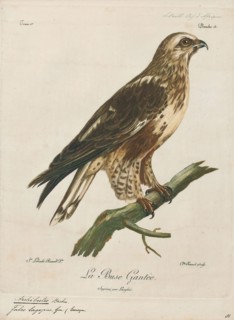 Archibuteo lagopus, Print, 1796-1808
University of Amsterdam