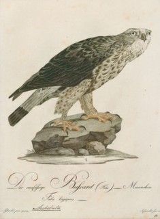 Archibuteo lagopus, Print, 1800-1812
University of Amsterdam
