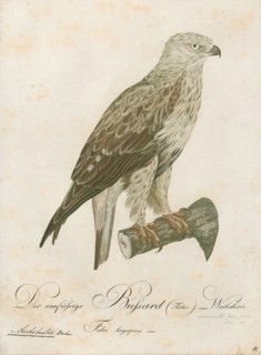 Archibuteo lagopus, Print, 1800-1812
University of Amsterdam