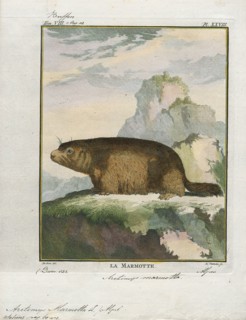 Arctomys marmotta, Print, 1700-1880
University of Amsterdam