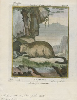 Arctomys monax, Print, The groundhog (Marmota monax), also known as a woodchuck, is a rodent of the
