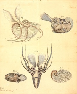 Argonauta argo, Print, Argonauta argo, also known as the greater argonaut, is a species of pelagic
