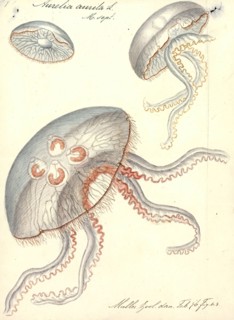 Aurelia aurita, Print, Aurelia aurita (also called the common jellyfish, moon jellyfish, moon jelly