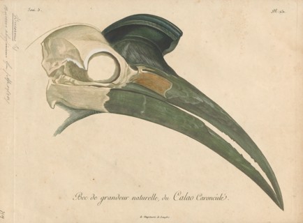 Bucorvus abyssinicus, Print, The Abyssinian ground hornbill or northern ground hornbill (Bucorvus