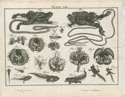 Bufo fuscus, Print, Bufo is a large genus of about 150 species of true toads in the amphibian