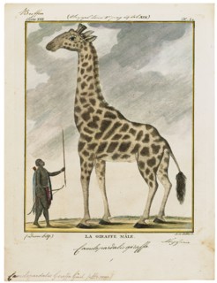 Camelopardalis giraffa, Print, 1700-1880
University of Amsterdam